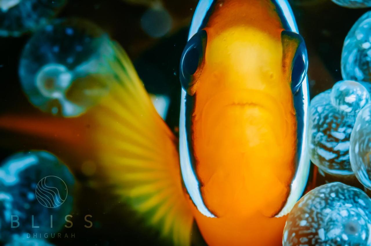 Bliss Dhigurah Hotel Dhigurah  Eksteriør billede
